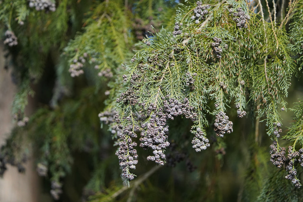 Chamaecyparis (False Cypress)