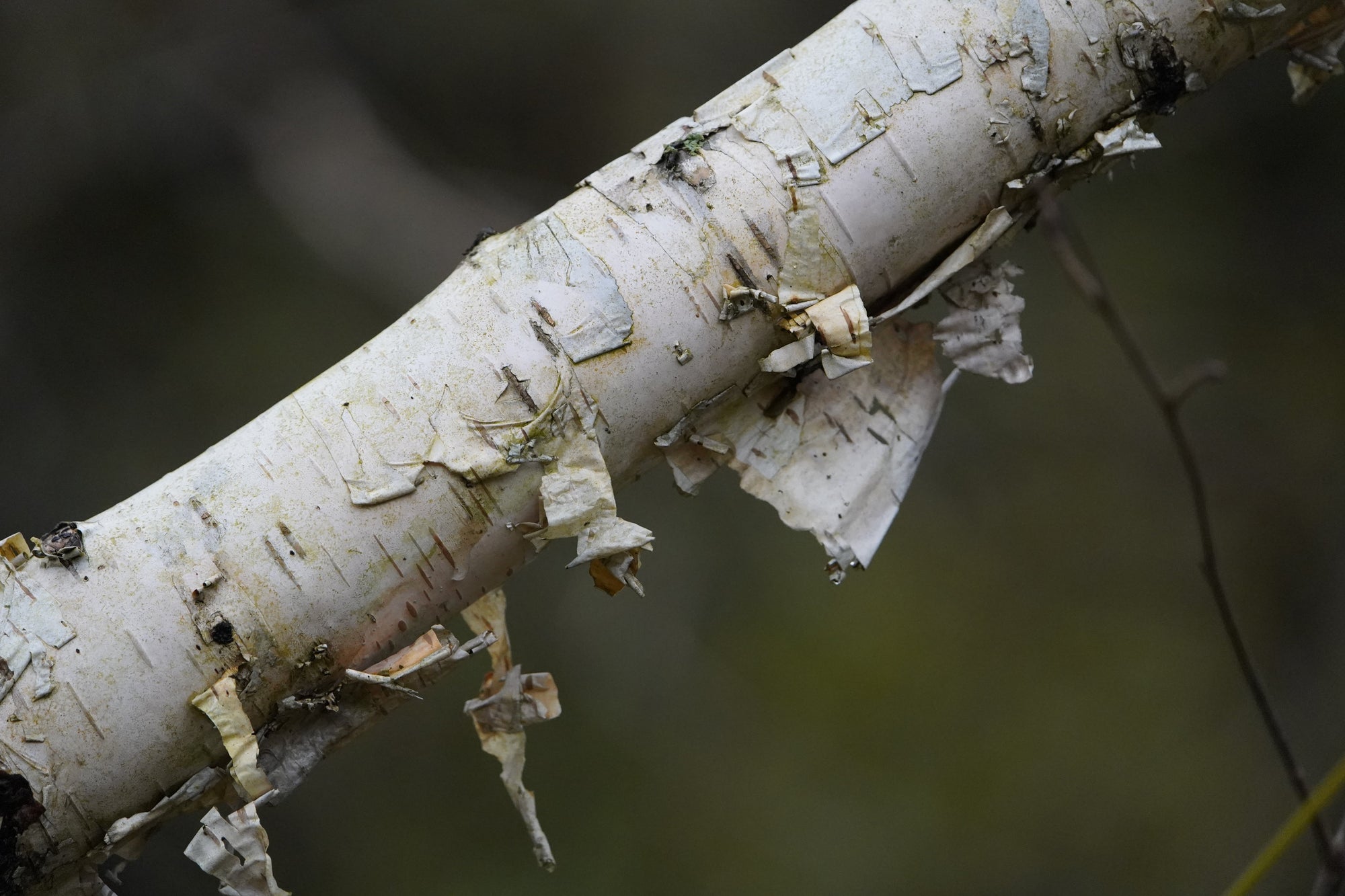 Betula (Birch Trees)