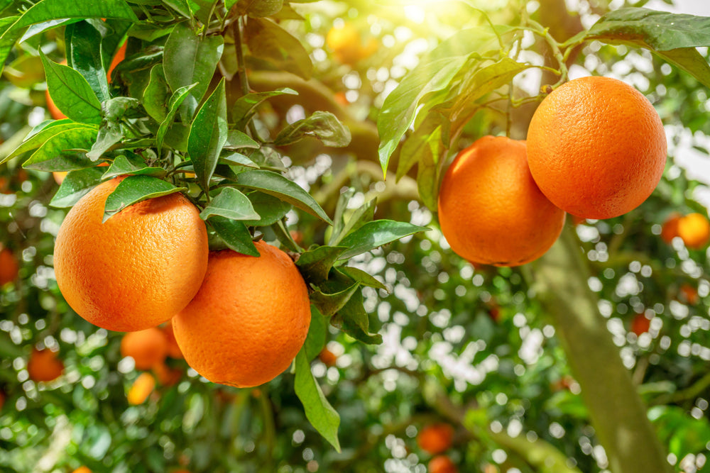 Citrus