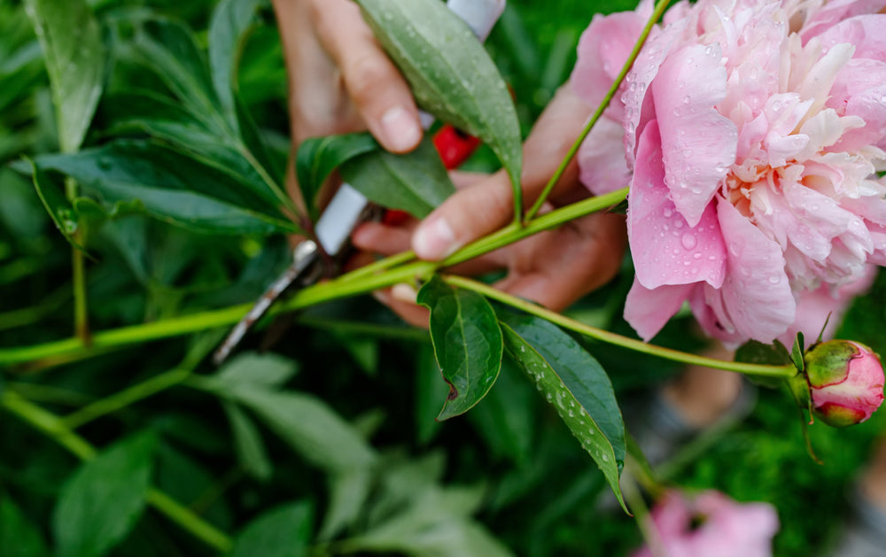 Perennial Plants