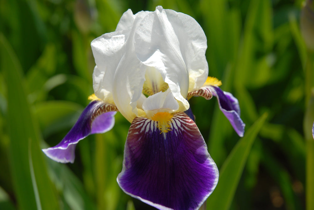 Iris