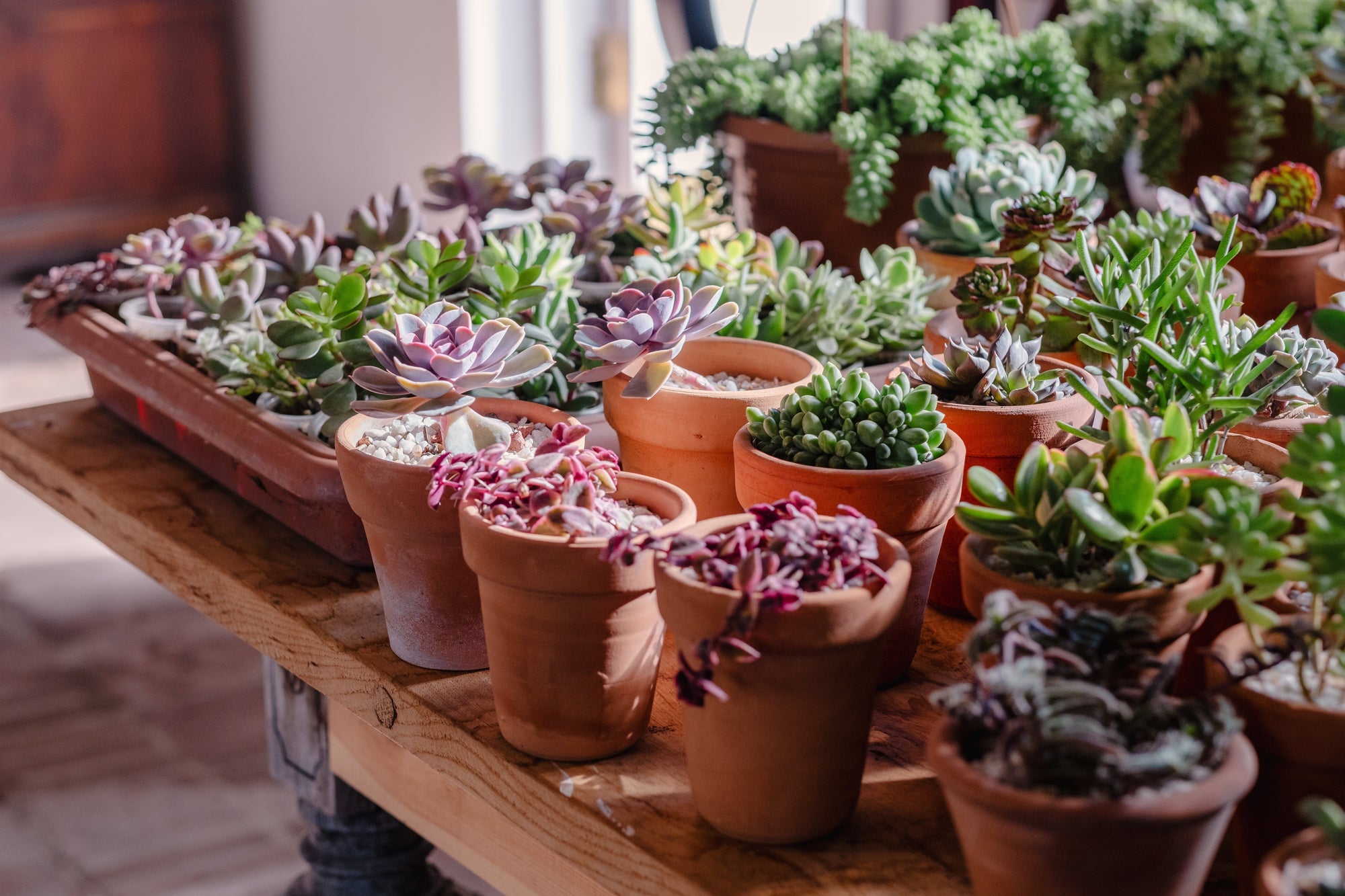 Succulents