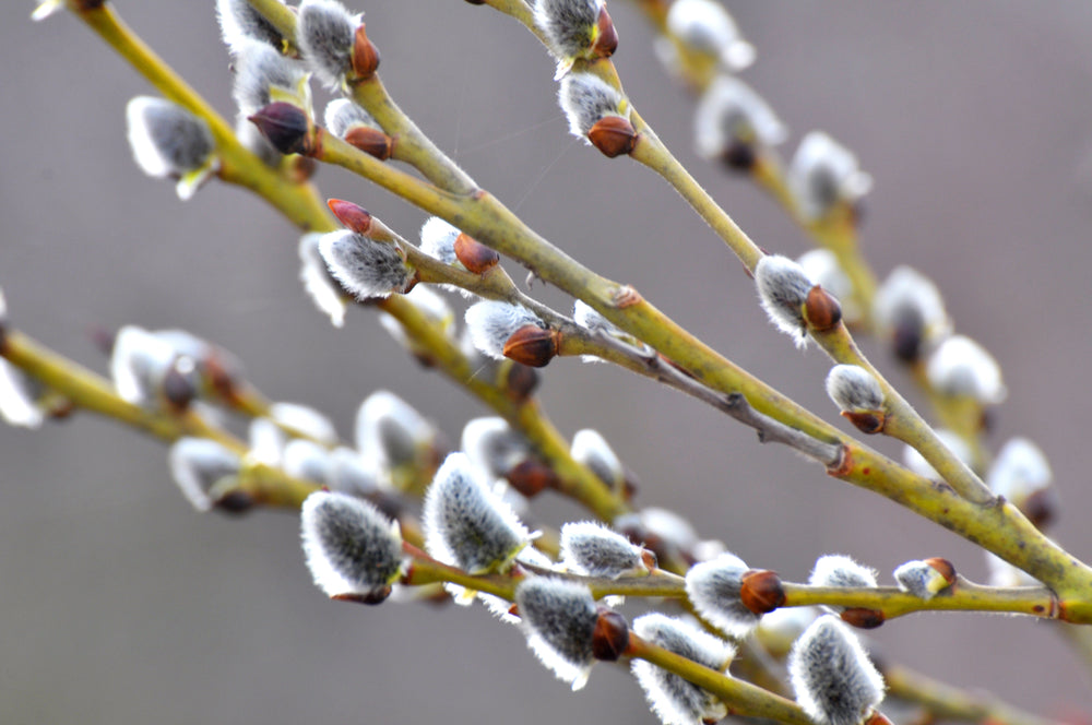 Salix (Willow)
