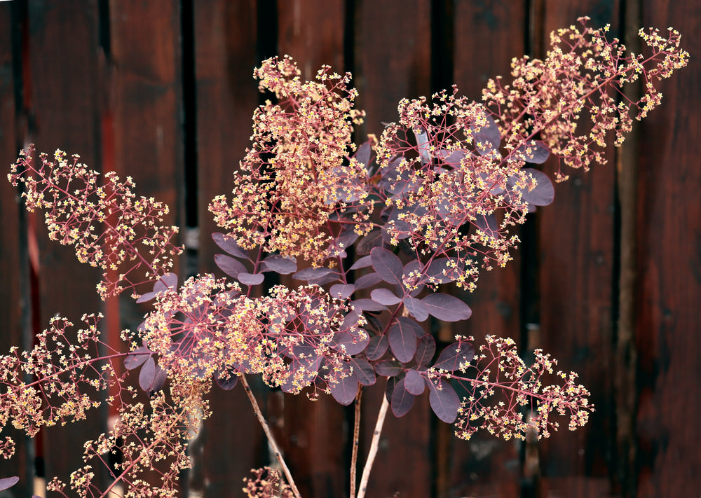 Cotinus (Smoke Bush)