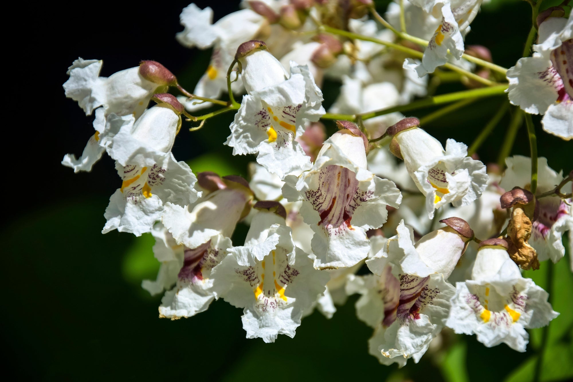 Summer Flowering Trees