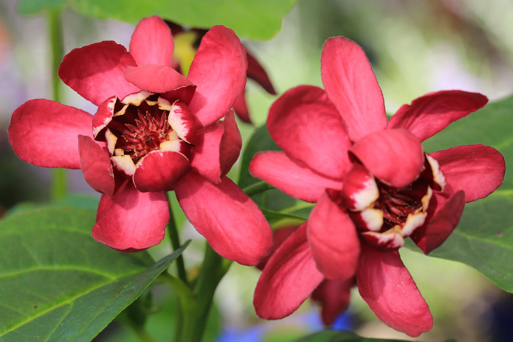 Calycanthus (Sweetshrub)