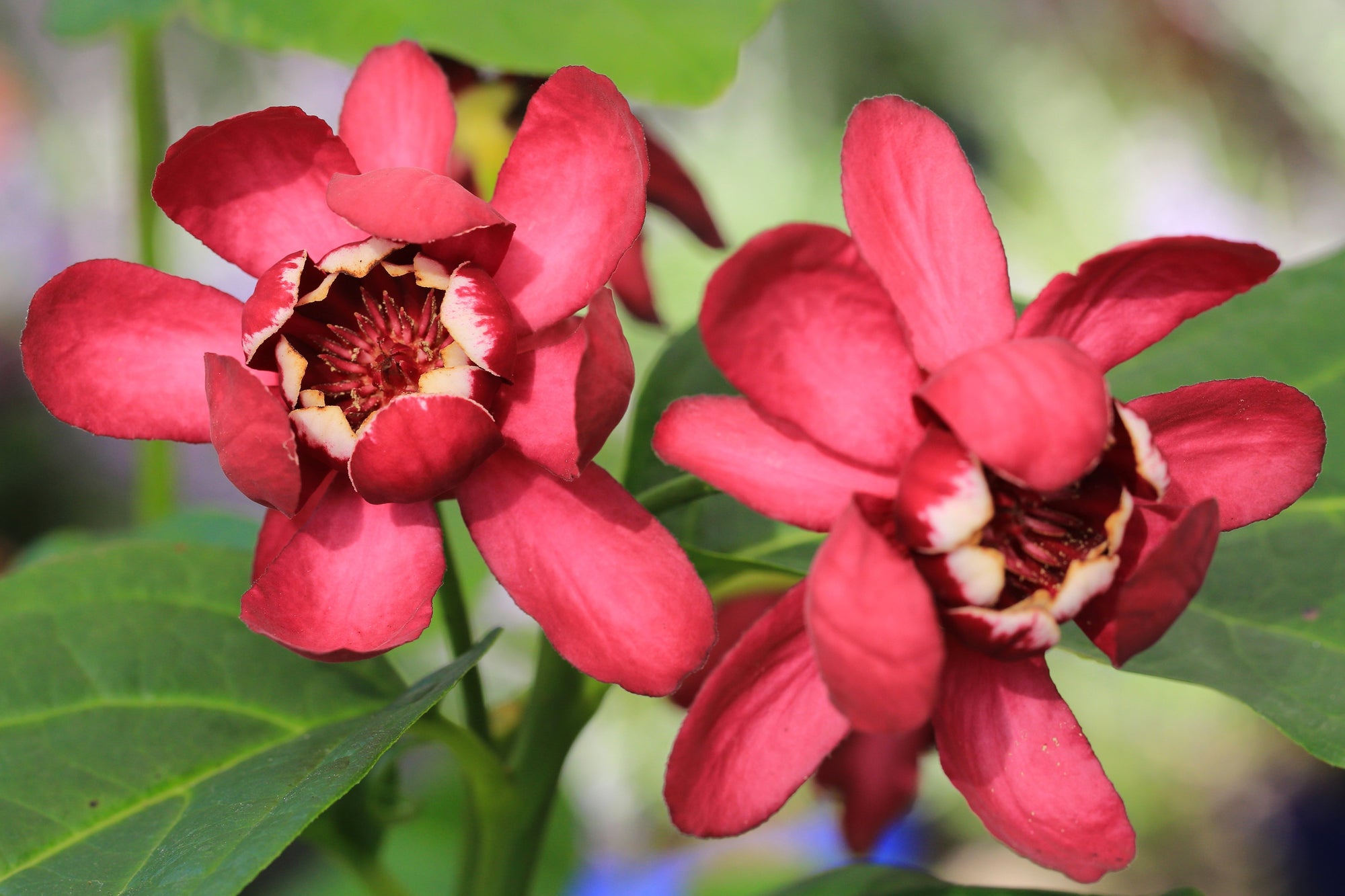Calycanthus (Sweetshrub)