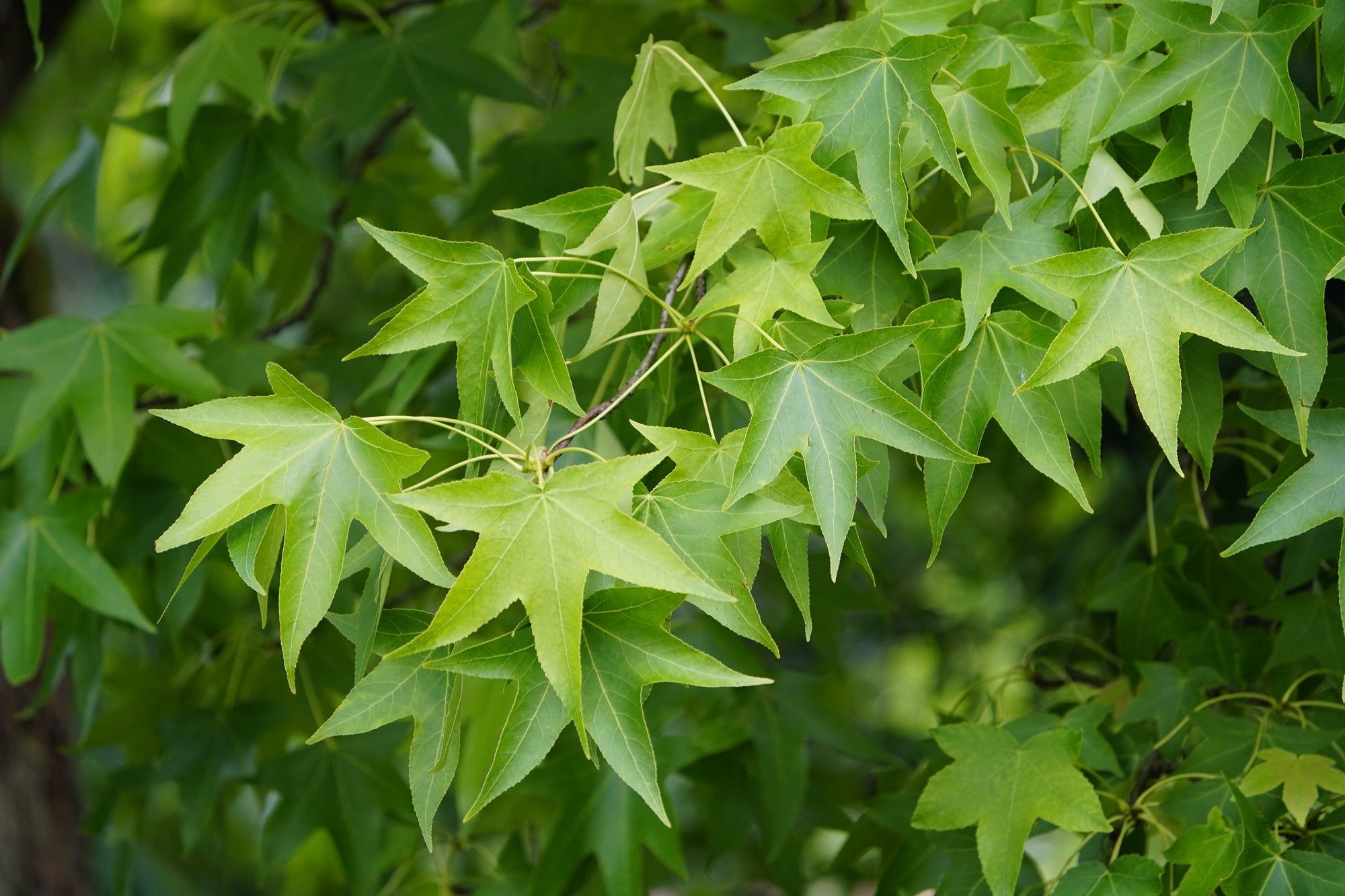 Liquidambar (Sweetgum Trees)
