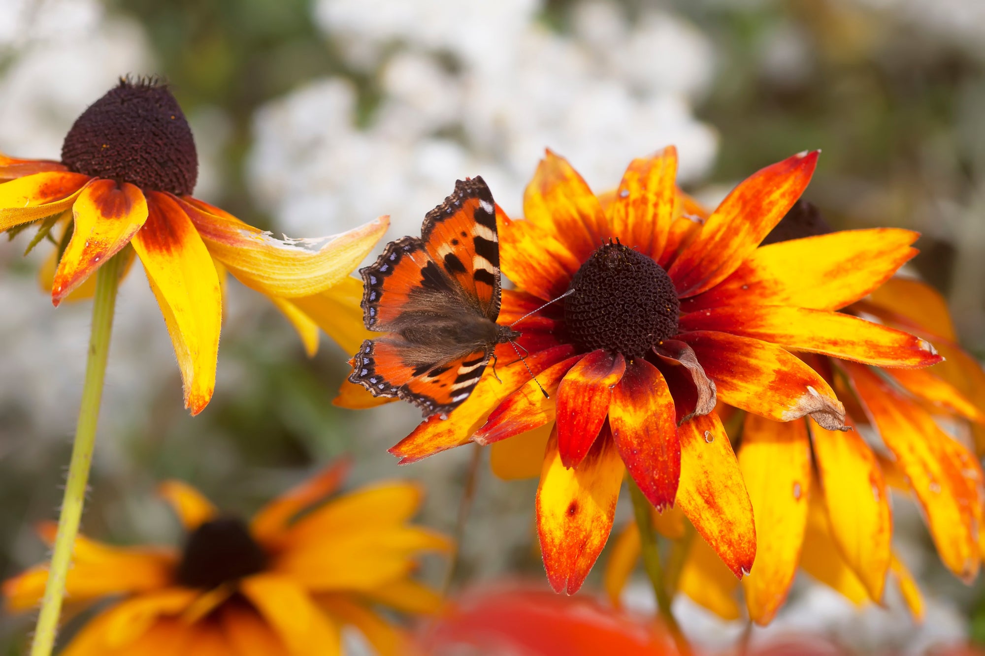 Rudbeckia (Black-Eyed Susan)