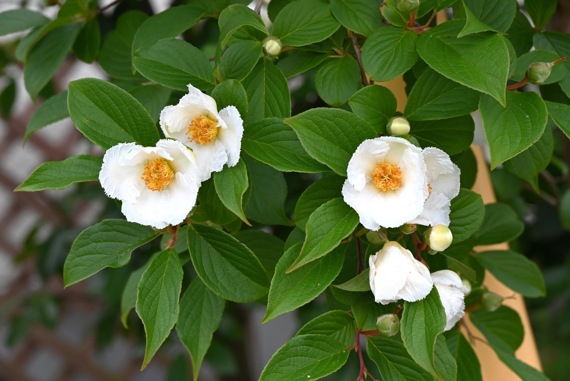 Fall Blooming Trees