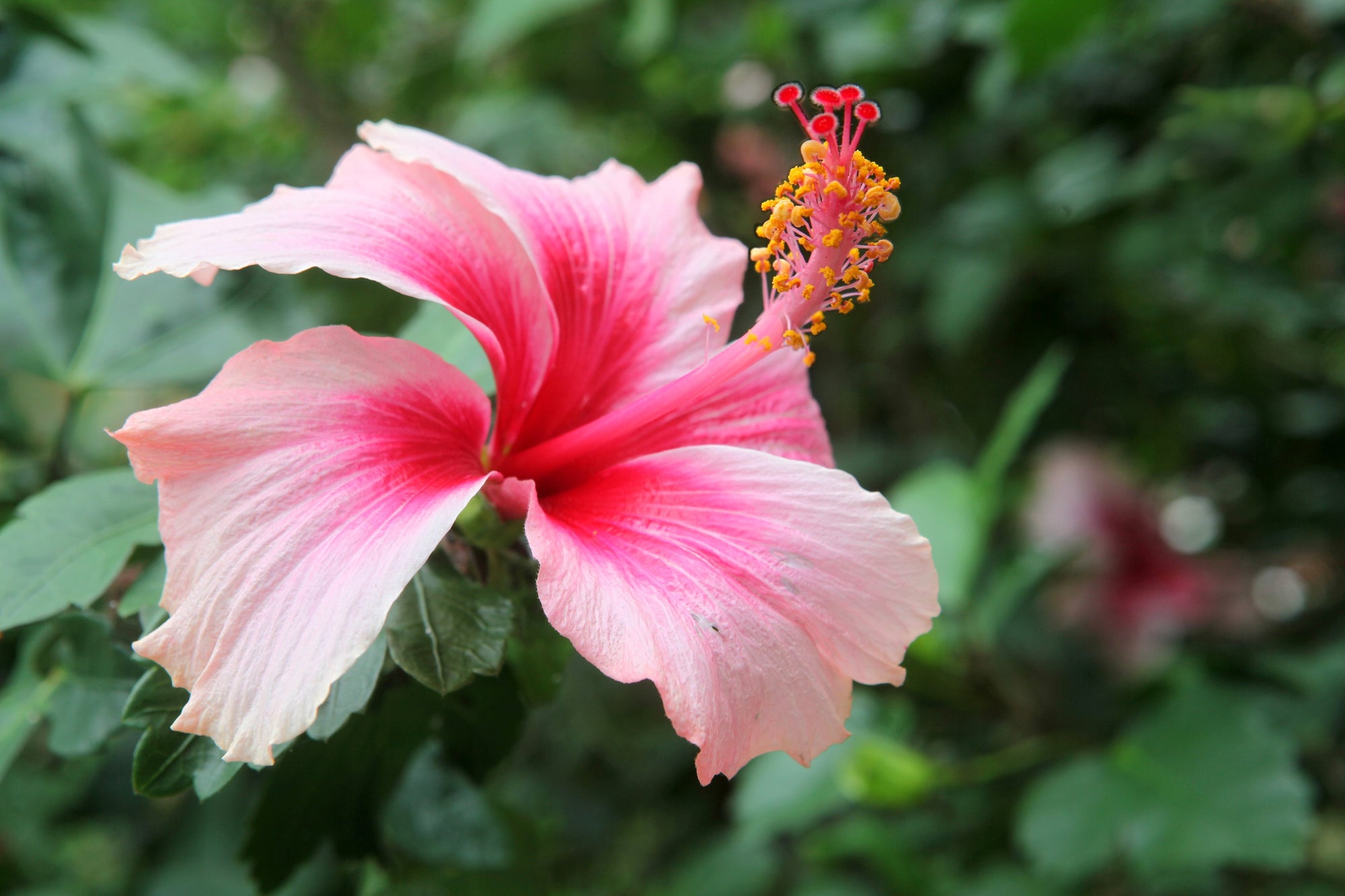 Hibiscus