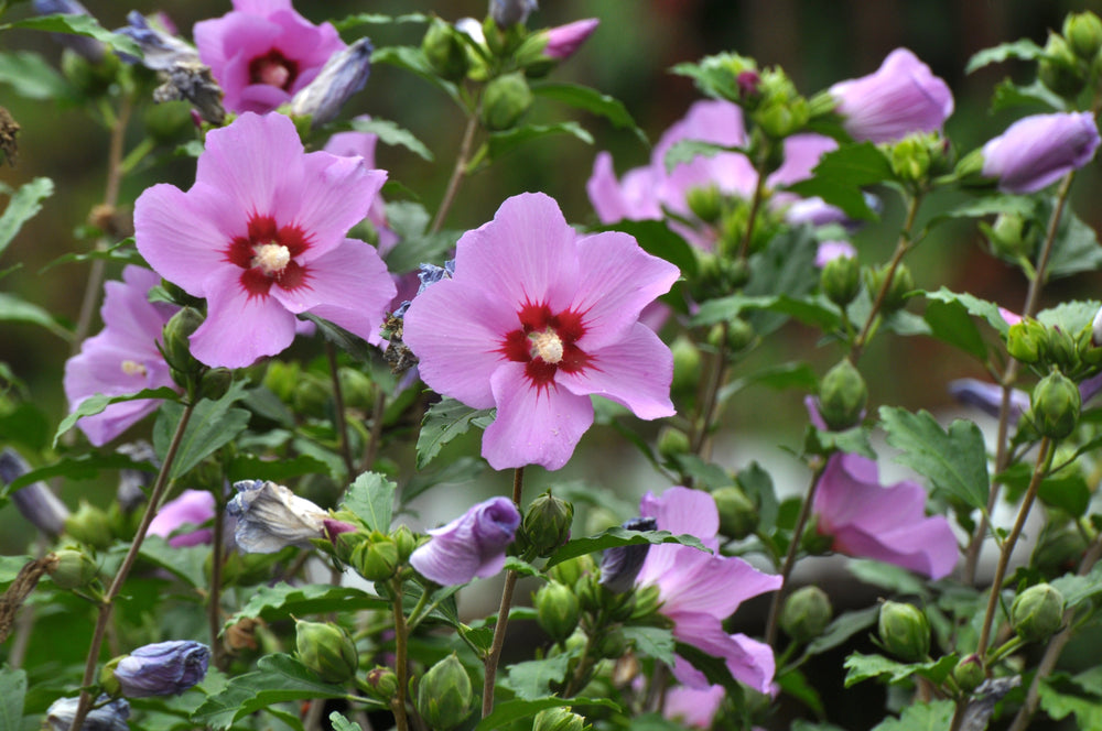 Hibiscus (Rose of Sharon)
