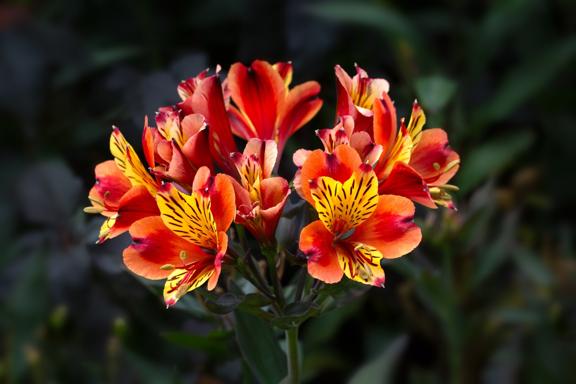 Summer Flowering Perennials