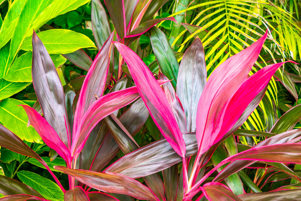 Cordyline