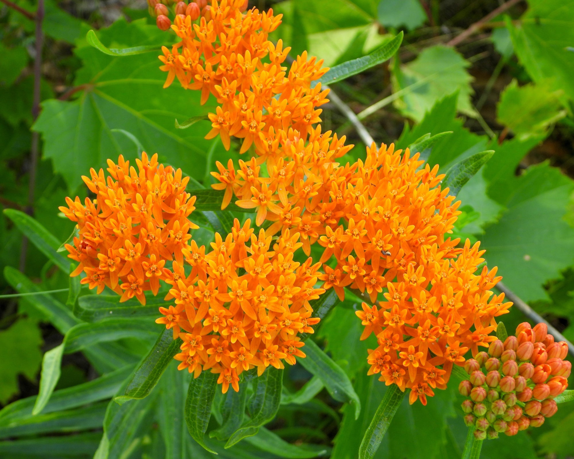 Asclepias (Milkweed)