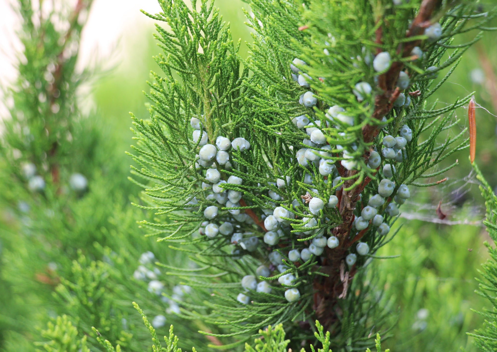 Juniperus (Juniper)