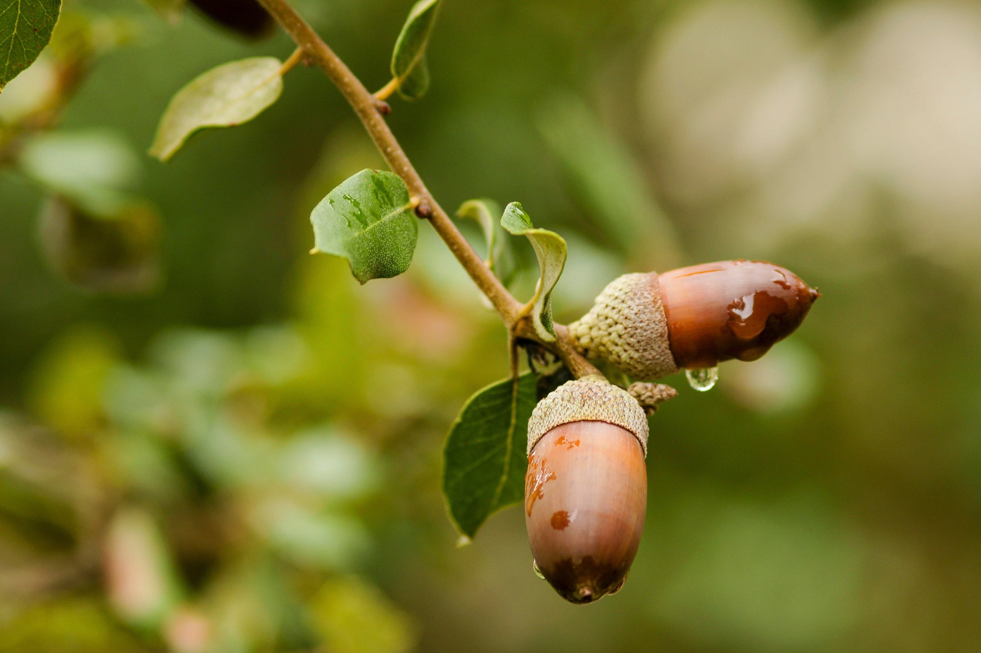 Quercus (Oak Trees)