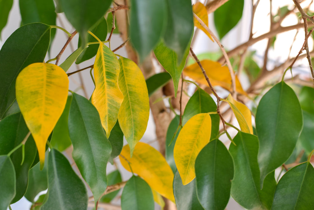 Ficus