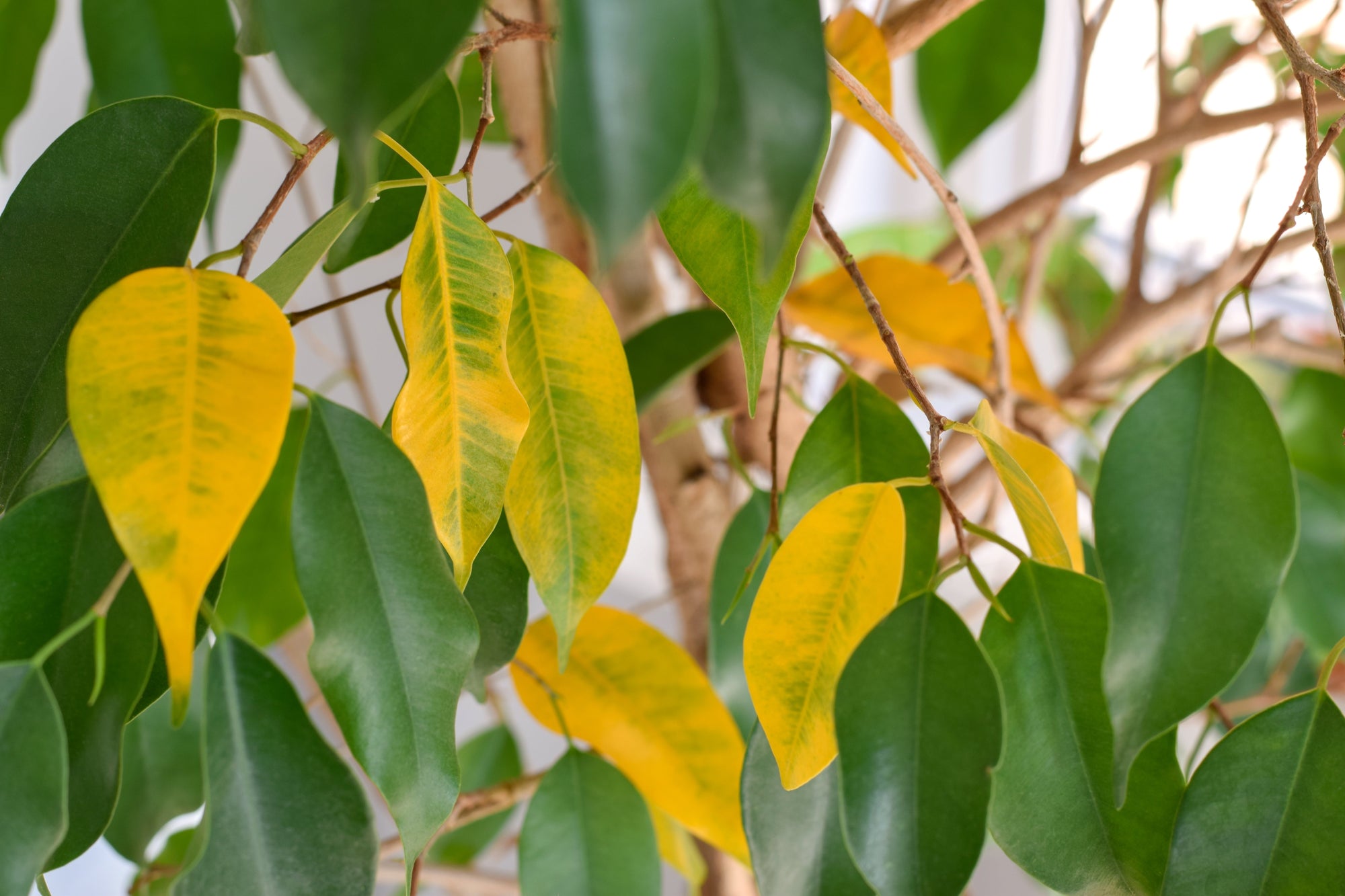 Ficus