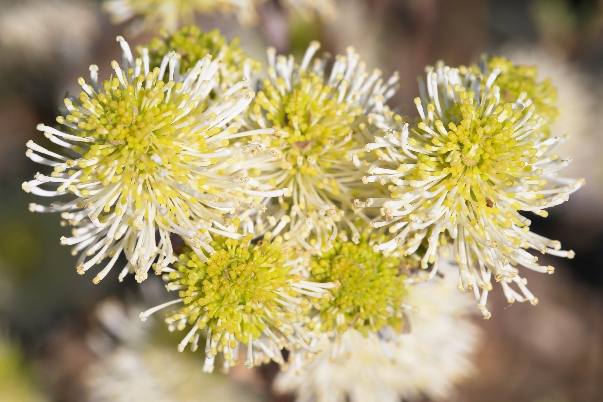 Fothergilla