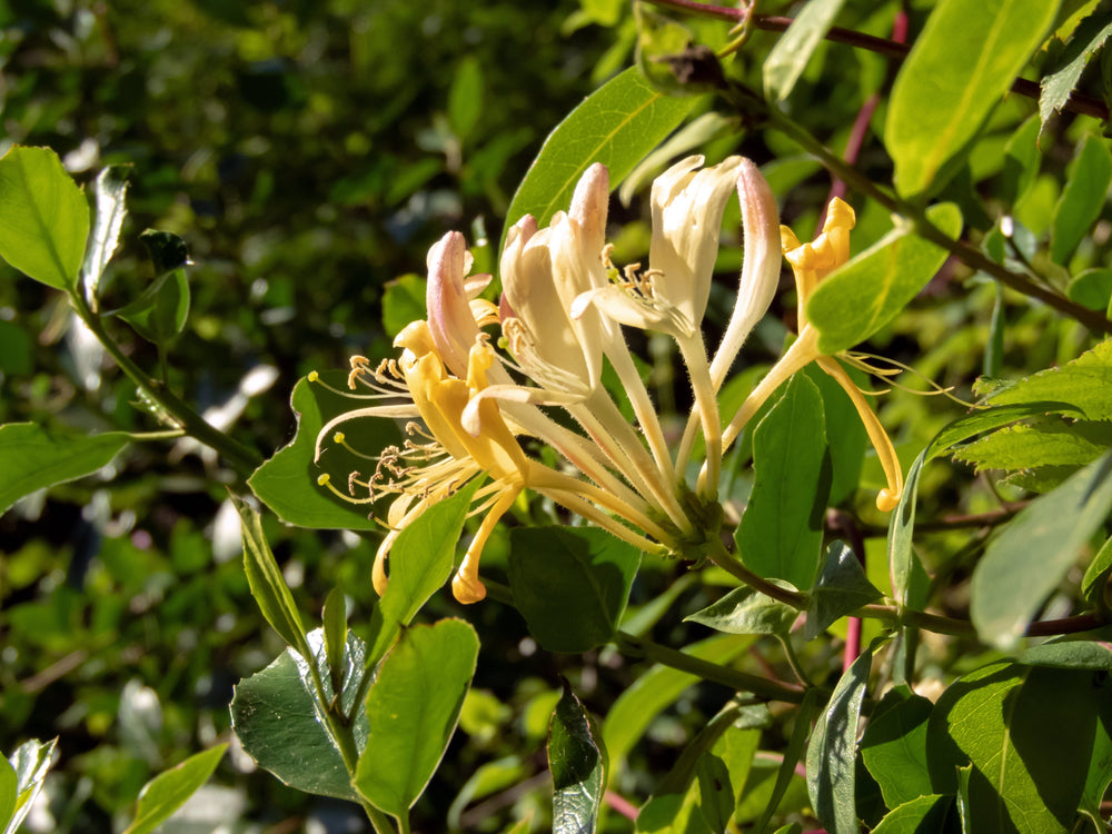 Lonicera (Honeysuckle)