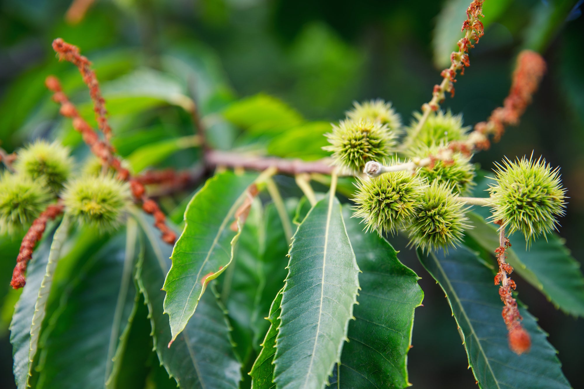Castanea (Chestnut Trees)
