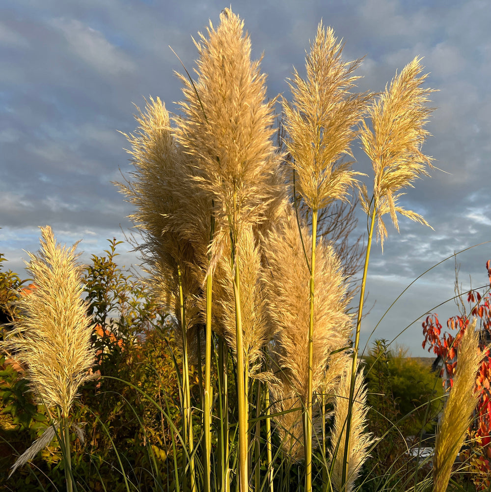 Ornamental Grasses