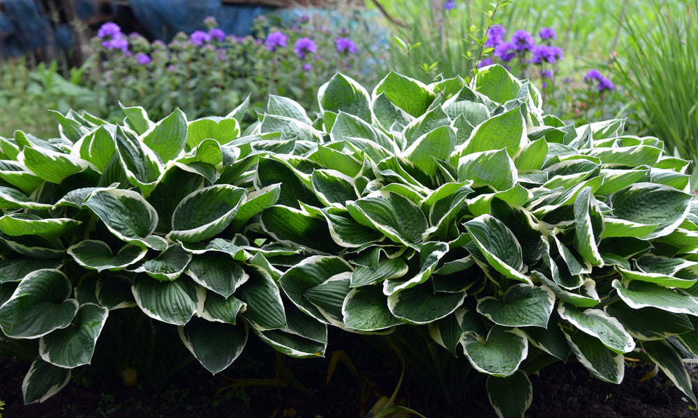 Hosta