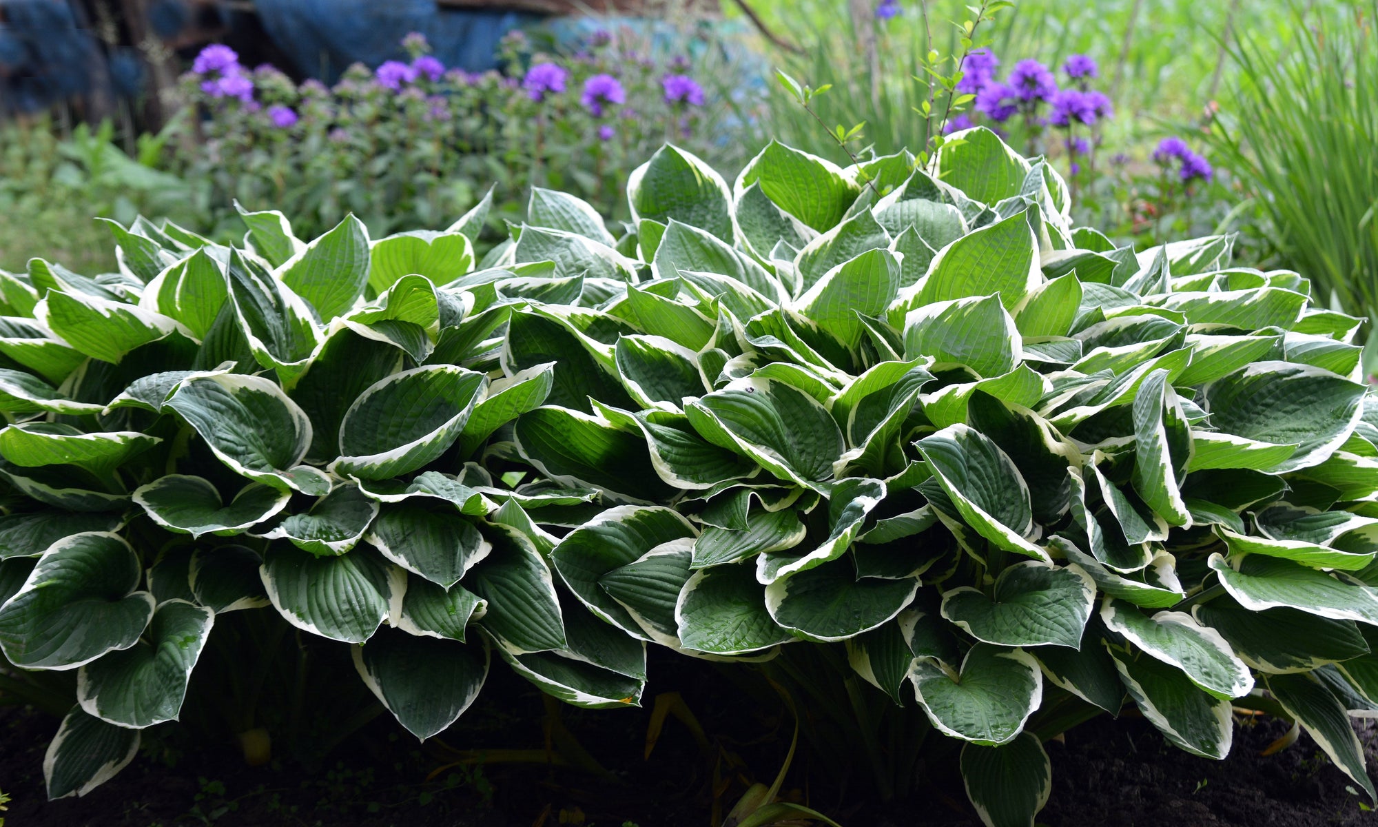 Hosta