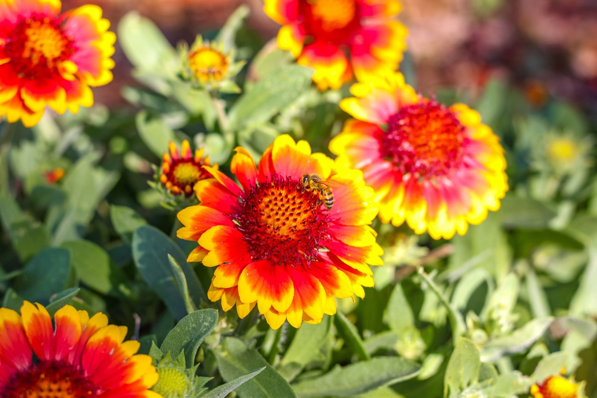 Gaillardia (Blanket Flower)