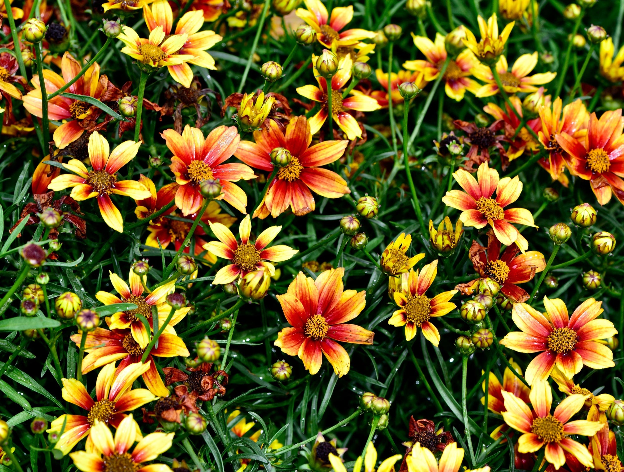 Long Blooming Perennials