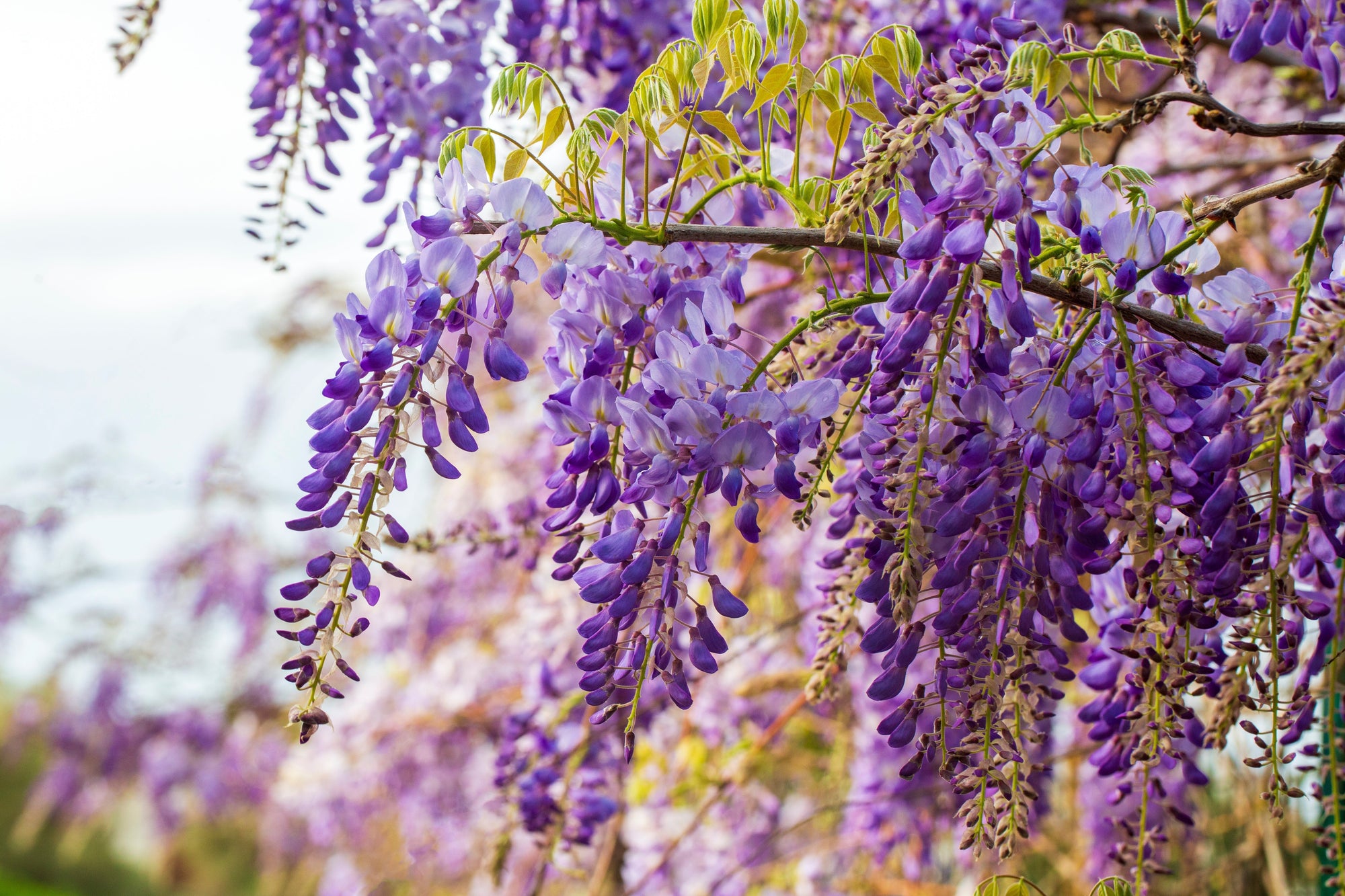 Wisteria