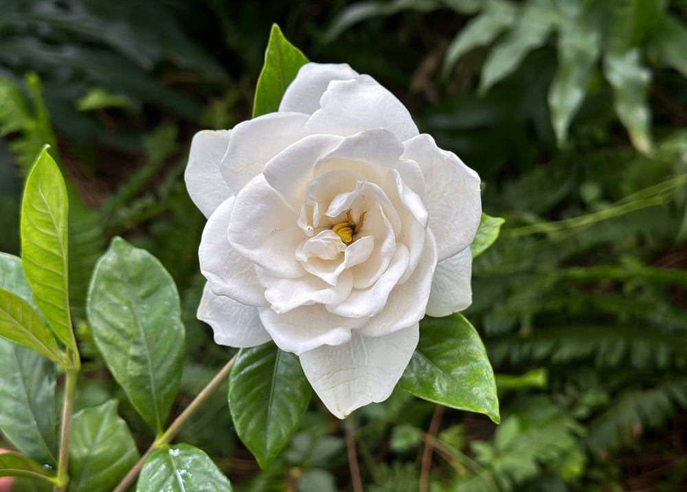 Gardenia