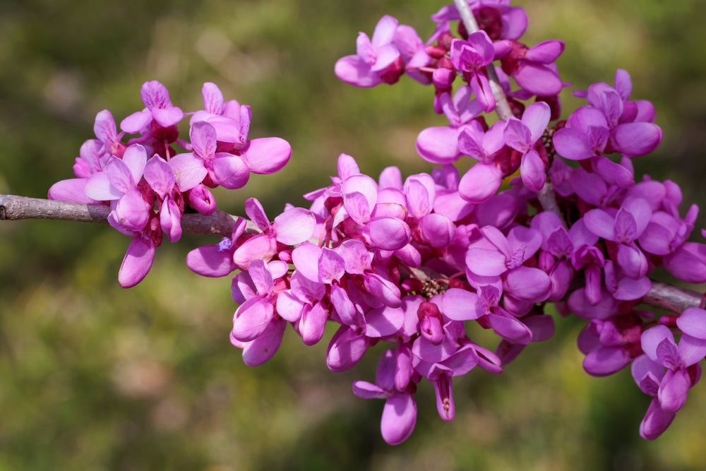 Cercis (Redbud Trees)