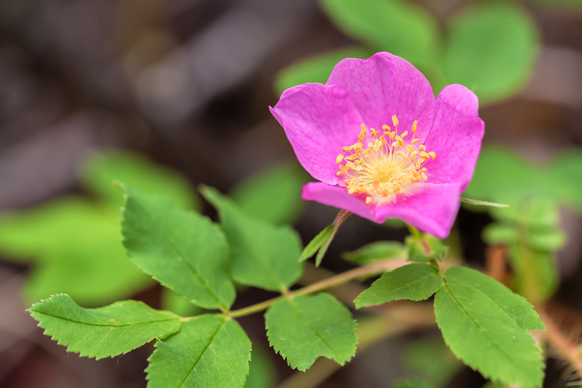 Rosa (Roses)