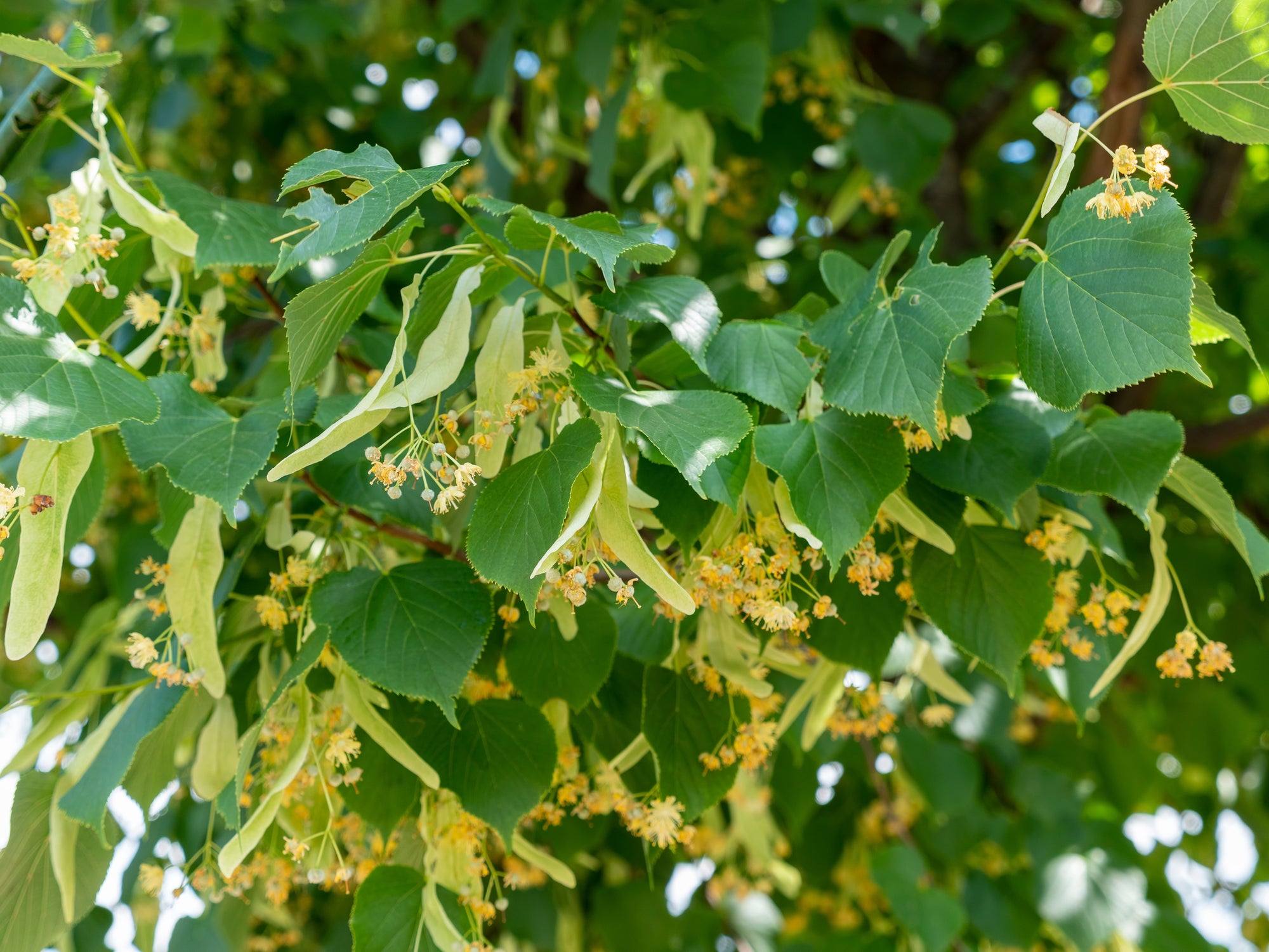 Tilia (Linden Trees)