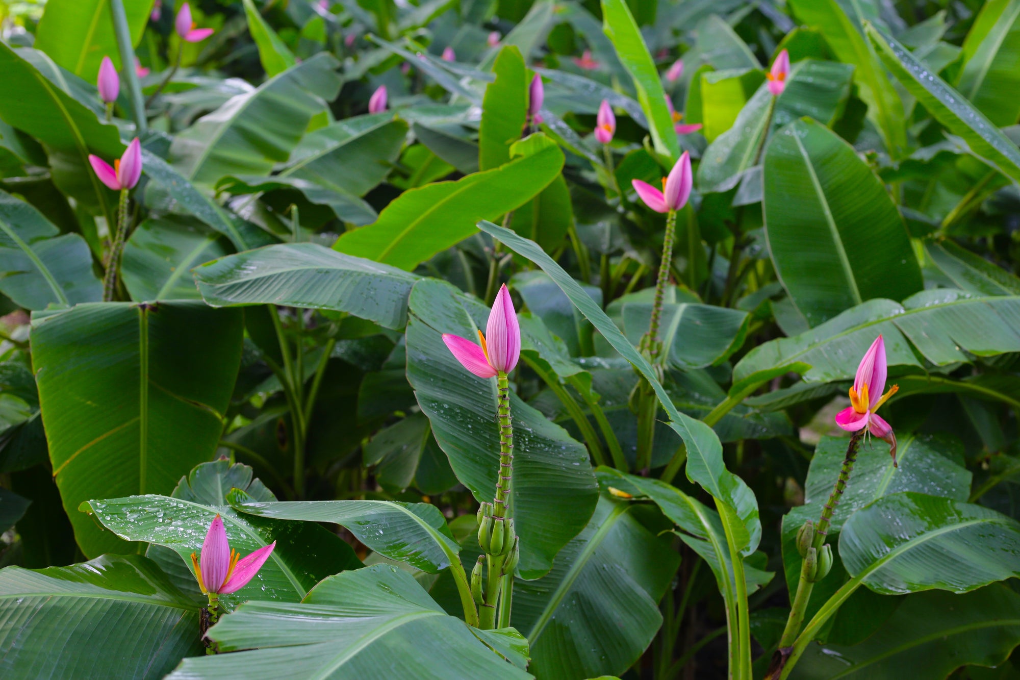 Musa (Banana Plant)