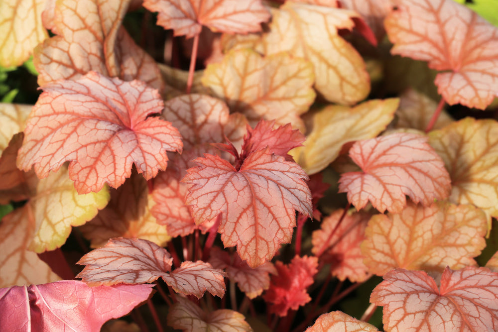 Perennials for Containers