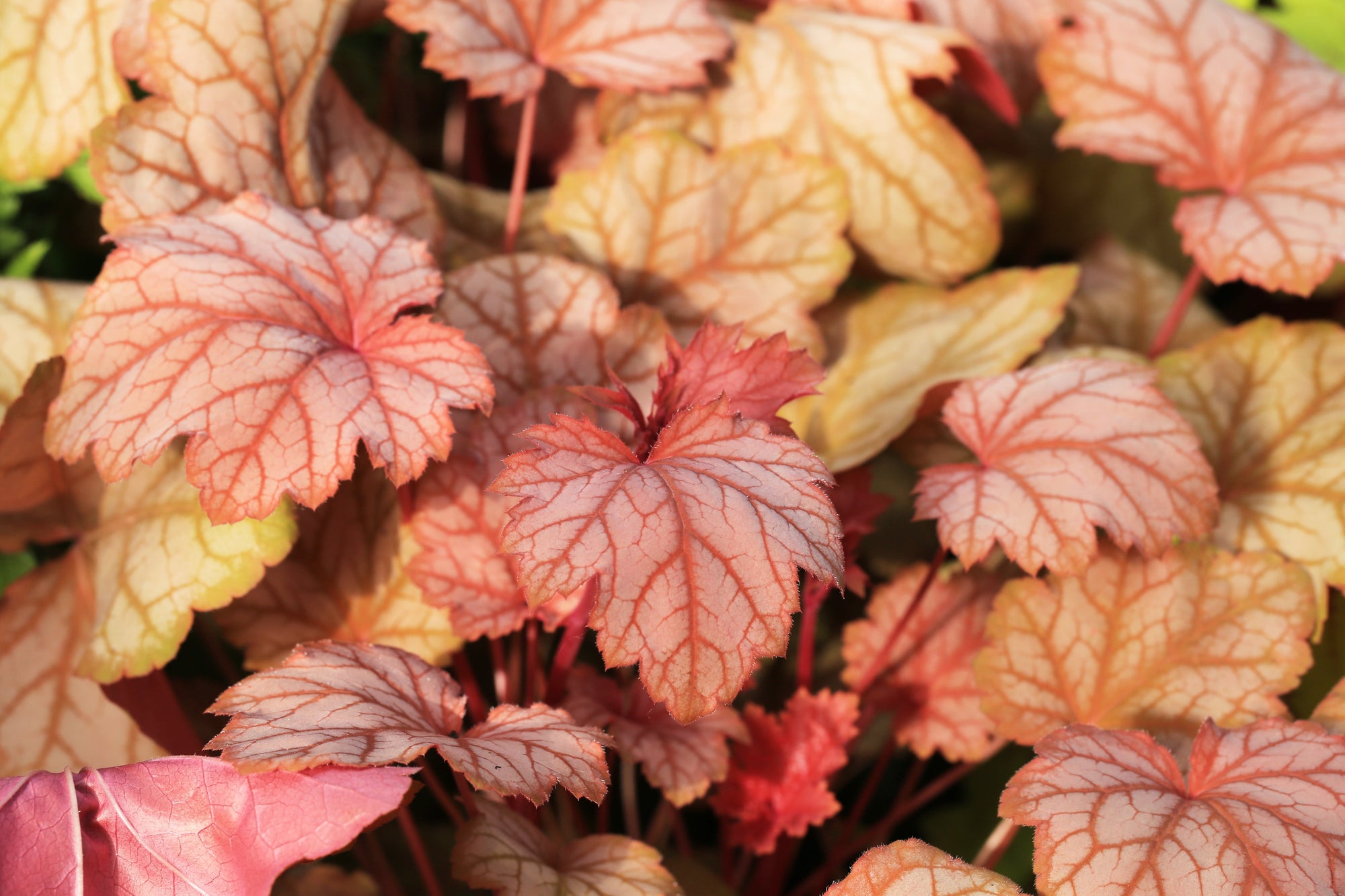 Perennials for Containers