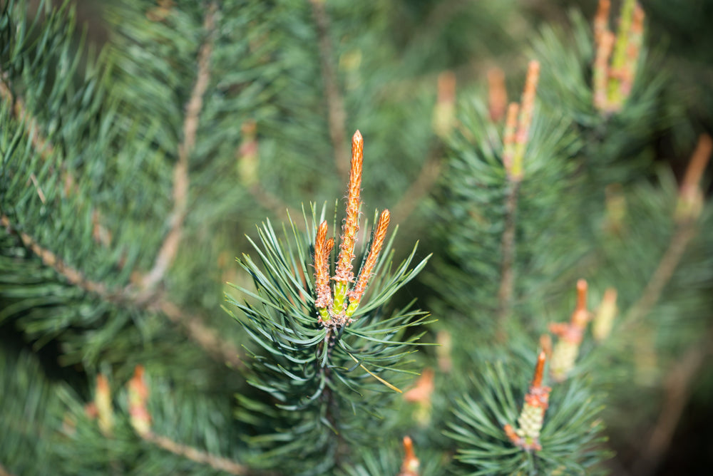Pinus (Pine Trees)