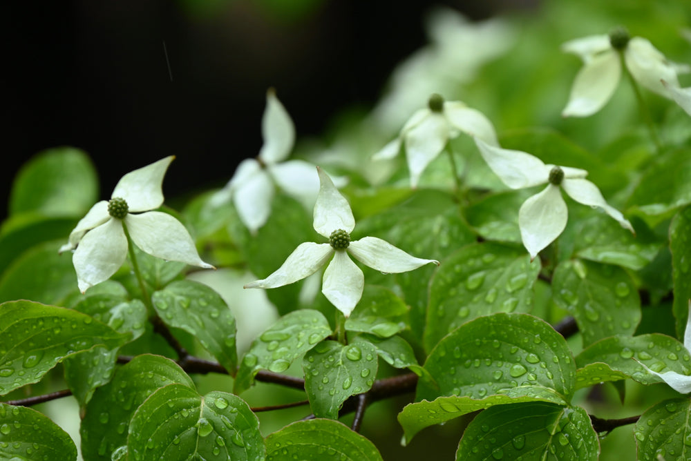 Cornus (Dogwood)