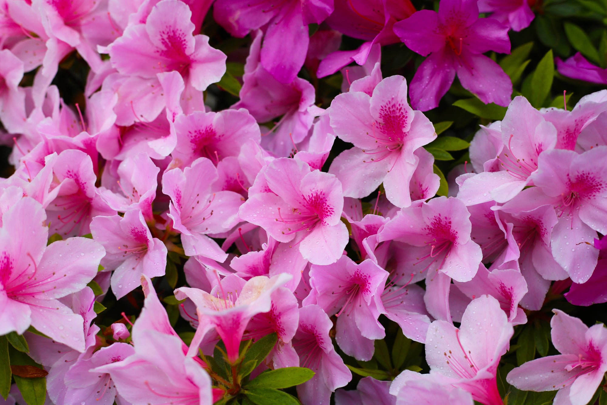 Azalea