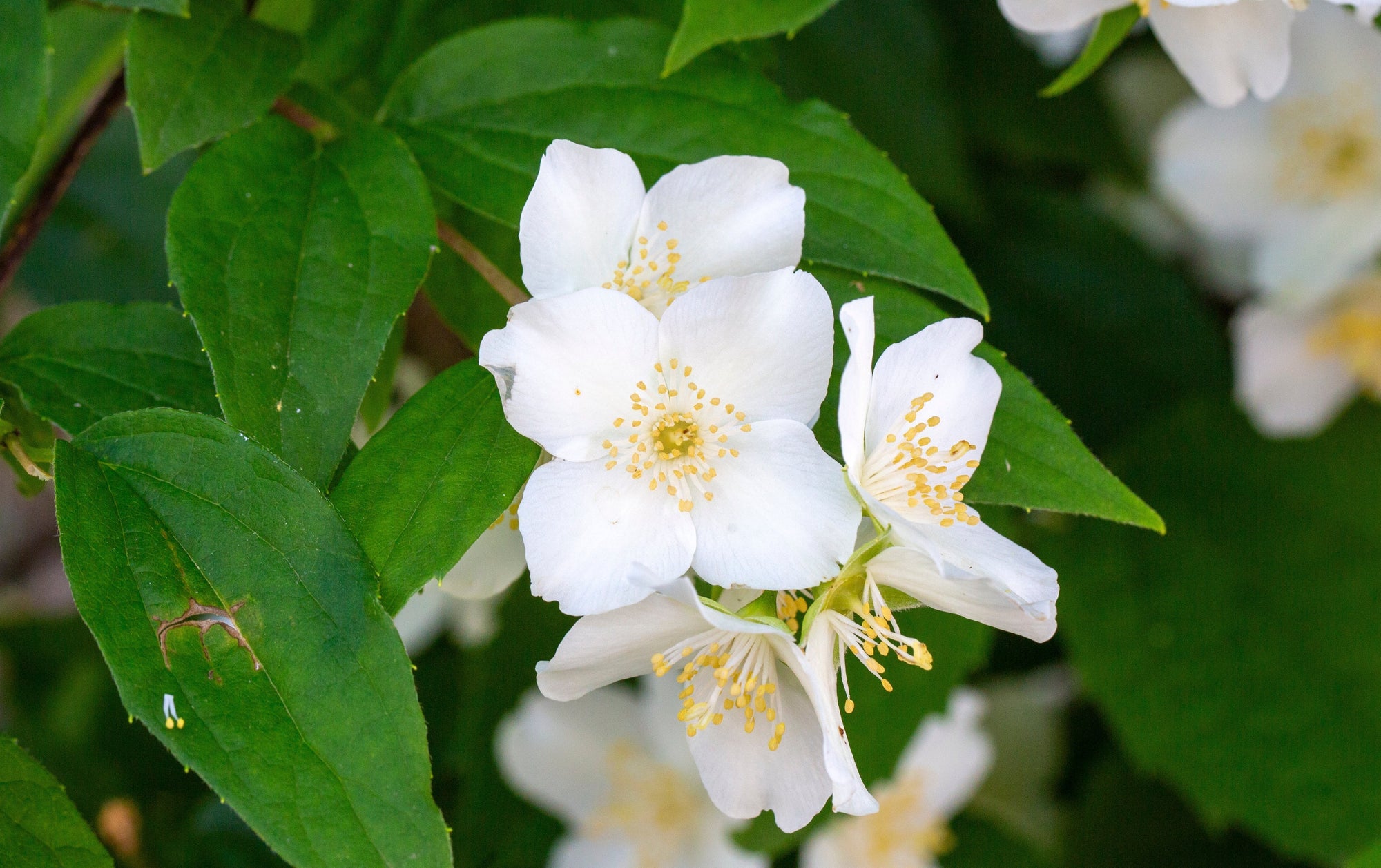 Philadelphus (Mock Orange)