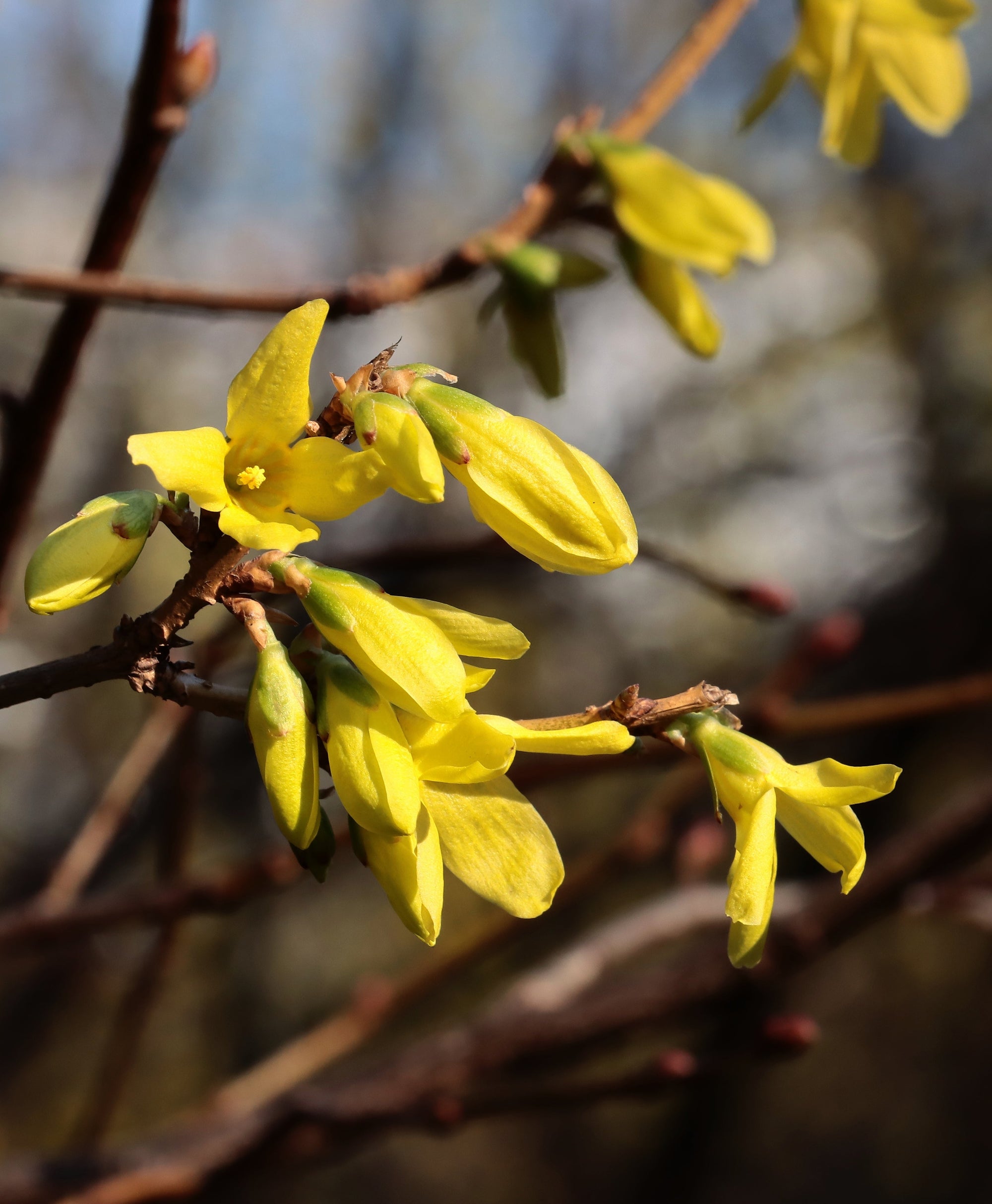 Forsythia