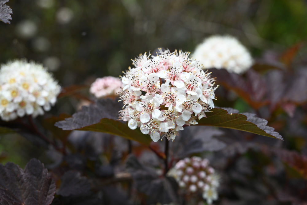 Physocarpus (Ninebark)
