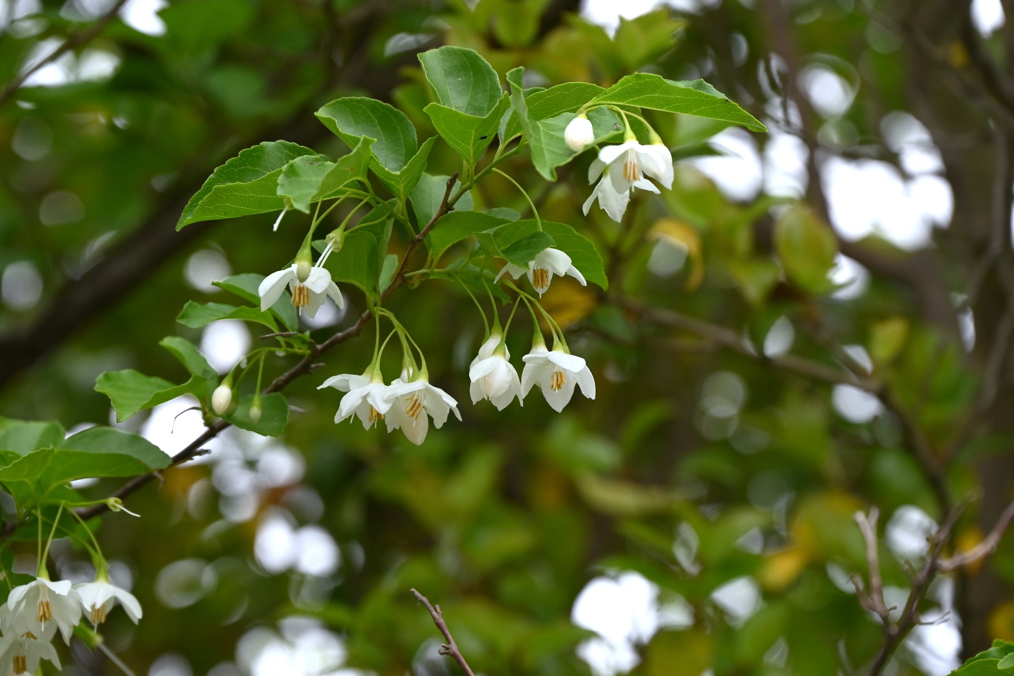 Styrax (Snowbell Trees)