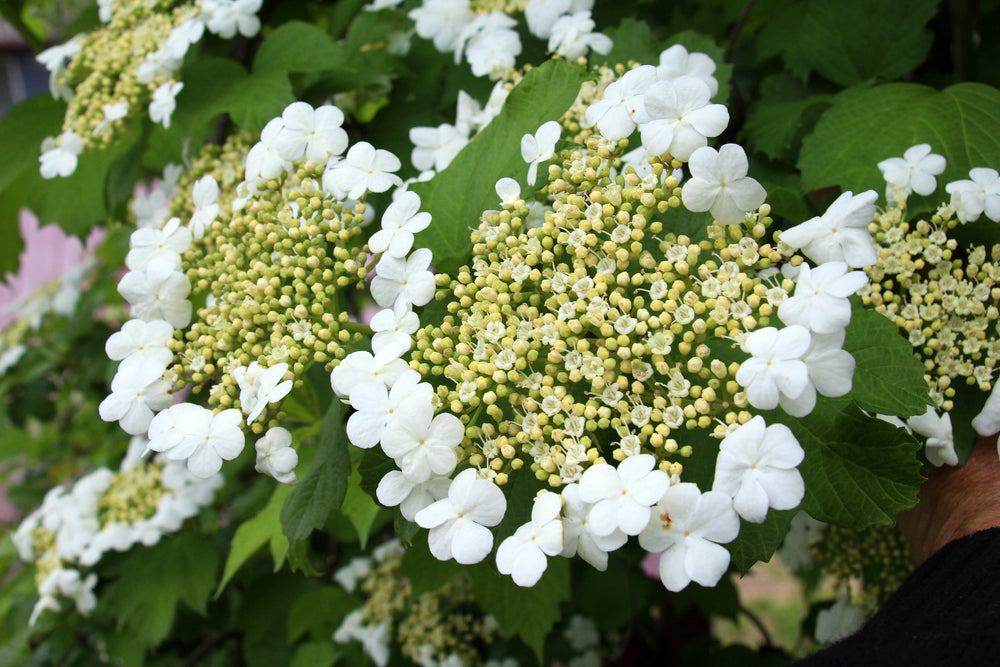 Viburnum