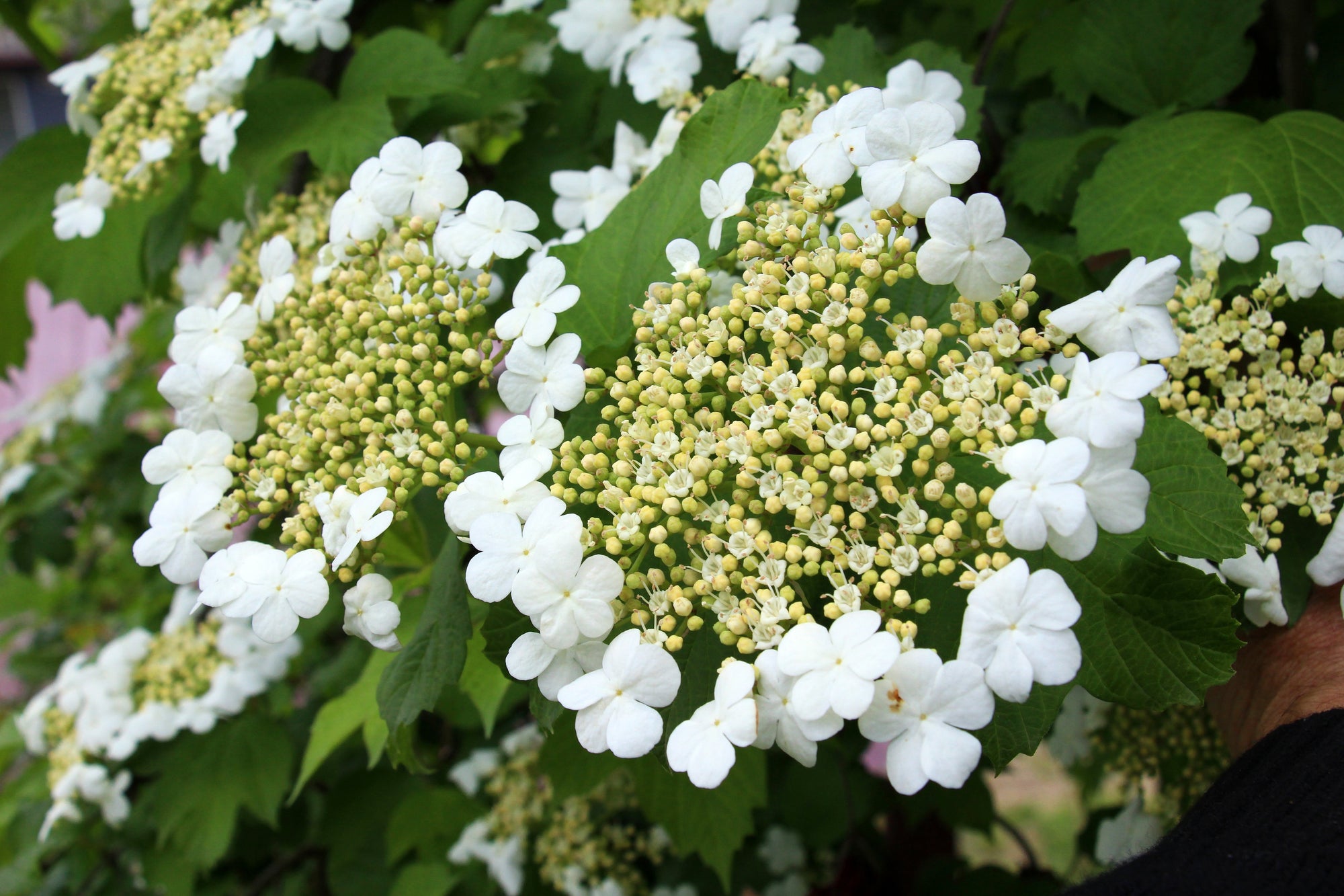 Viburnum