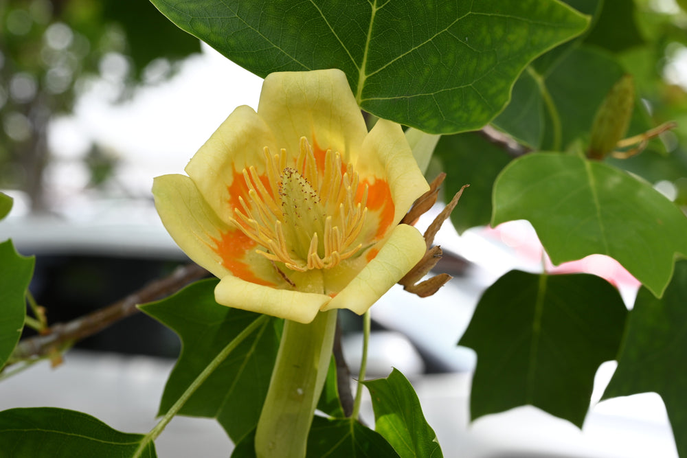 Liriodendron (Tulip Trees)