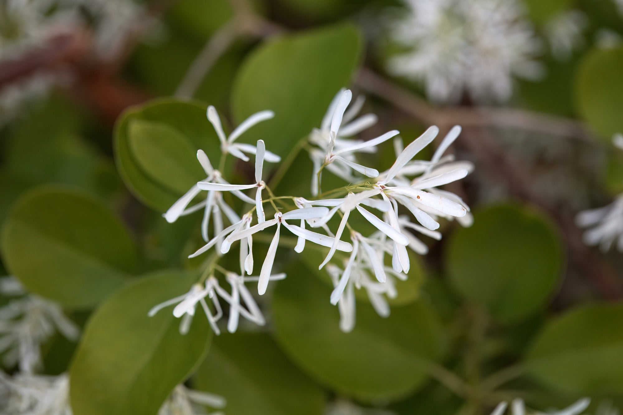 Chionanthus (Fringe Trees)
